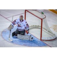 Niagara IceDogs goaltender Stephen Dhillon