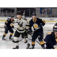 Norfolk Admirals vs. the Wheeling Nailers