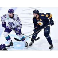 Norfolk Admirals forward Darik Angeli (right)