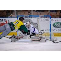 Cory Ward of the Manchester Monarchs dives for a puck against the Reading Royals