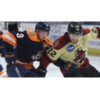 Greenville Swamp Rabbits battle the Atlanta Gladiators