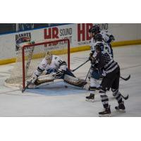 Sioux Falls Stampede goaltender Alec Calvaruso vs. the Fargo Force