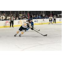 Norfolk Admirals forward Domenic Alberga