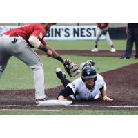 Lakeshore Chinooks dive back to first against the Wisconsin Rapids Rafters