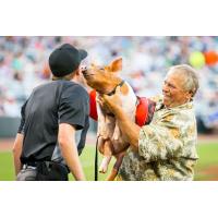 St. Paul Saints ball pig gives the ump a kiss