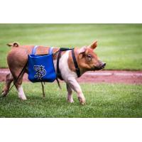 St. Paul Saints ball pig