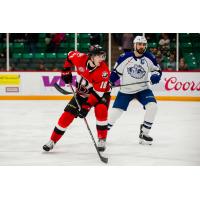 Belleville Senators left wing Joseph Labate