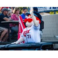 St. Cloud Rox mascot Chisel