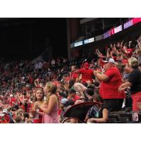 The crowd at a Jacksonville Sharks game