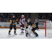 Peterborough Petes right wing Braydon McCallum vs. the Brantford Bulldogs