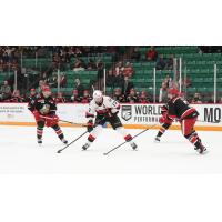 Grand Rapids Griffins' Nolan Stevens and Eemil Viro battle Belleville Senators' Egor Sokolov