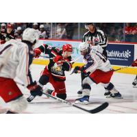 Grand Rapids Griffins' Tyler Spezia battles Cleveland Monsters' Owen Sillinger