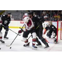 Tucson Roadrunners' Sam Lipkin in action