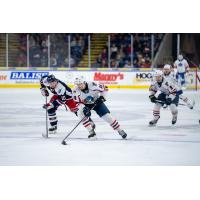 Hartford Wolf Pack's Matej Pekar versus Springfield Thunderbirds' Mathias Laferriere