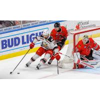 Grand Rapids Griffins left wing Zach Aston-Reese skates around the Rockford IceHogs