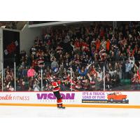 Belleville Senators right wing Egor Sokolov fires up the crowd