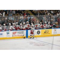 Grand Rapids Griffins' Marco Kasper congratulated by team