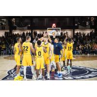 Edmonton Stingers celebrate win