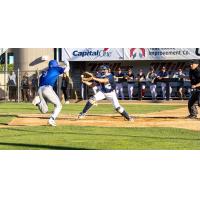 St. Cloud Rox' Andrew Savage in action