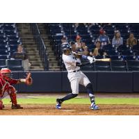 Tampa Tarpons at bat