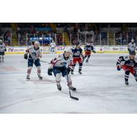 Springfield Thunderbirds right wing Mathias Laferriere