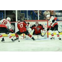 Vancouver Giants goaltender Burke Hood and left wing Maxim Muranov vs. the Prince George Cougars