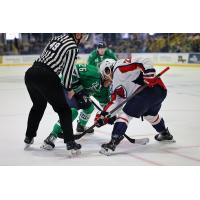 Florida Everblades face off with the South Carolina Stingrays