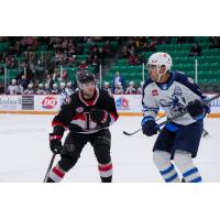 Belleville Senators take on the Manitoba Moose