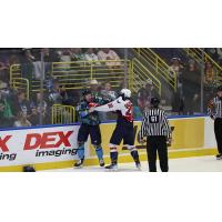 Florida Everblades fight the South Carolina Stingrays