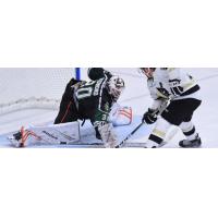 South Carolina Stingrays goaltender Angus Redmond