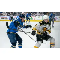 Springfield Thunderbirds battle the Providence Bruins