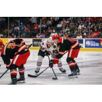 Rockford IceHogs' Samuel Savoie battles Grand Rapids Griffins' Alexandre Doucet