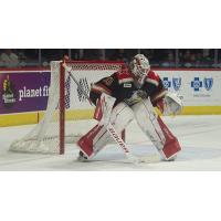Grand Rapids Griffins goaltender Sebastian Cossa