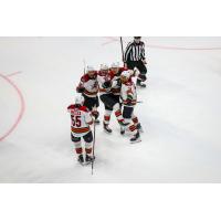 Tucson Roadrunners celebrate a score