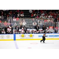 Tucson Roadrunners bench watches the action